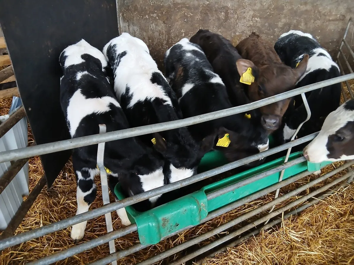 6 Super Continental Bull Calves - Image 4