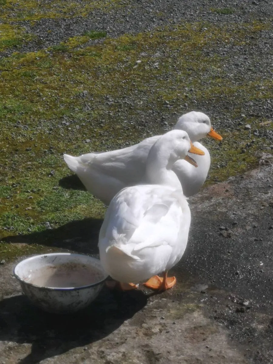 Ducks - Image 1