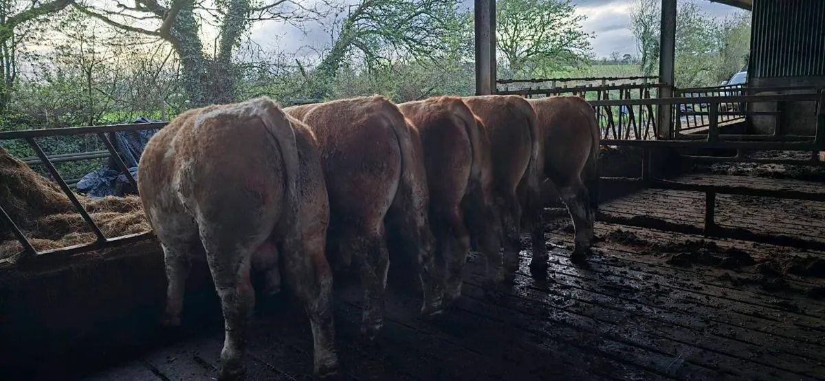 Pedigree simmental bulls - Image 2