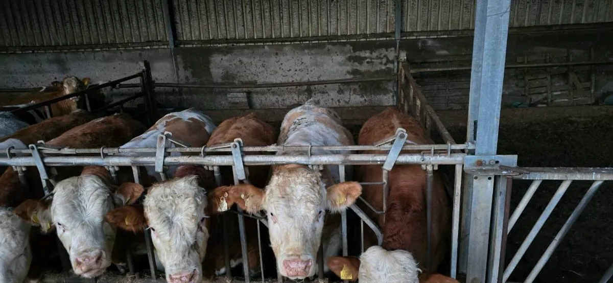 Pedigree simmental bulls - Image 3