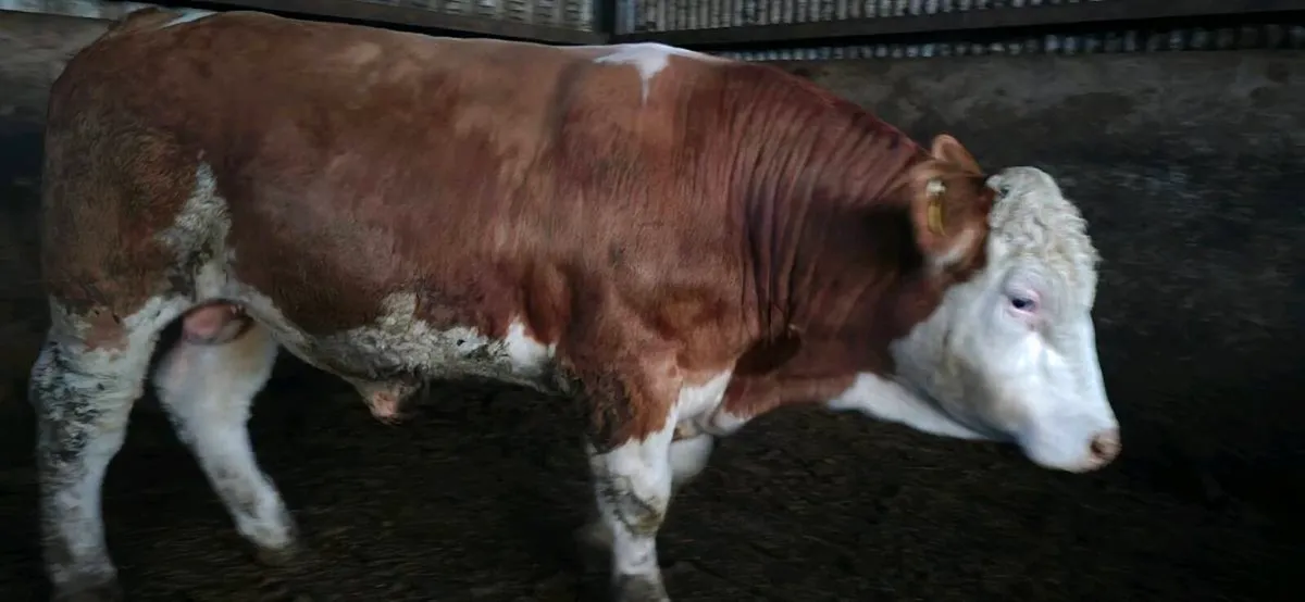 Pedigree simmental bulls - Image 4
