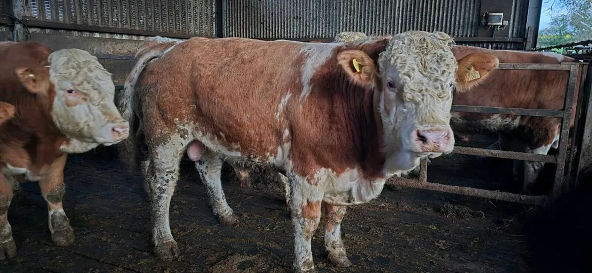 Pedigree simmental bulls - Image 1
