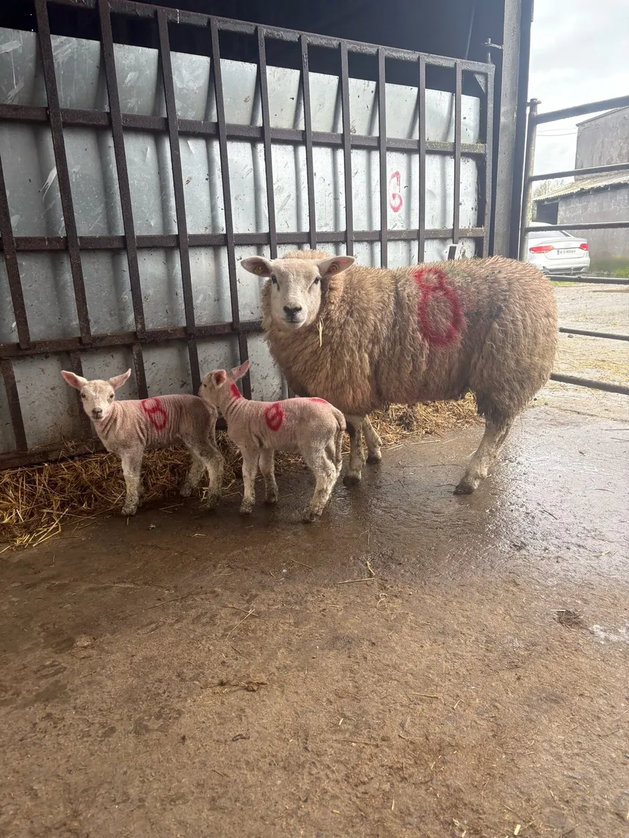 🤩2 pedigree outfits 🤩 - Image 1