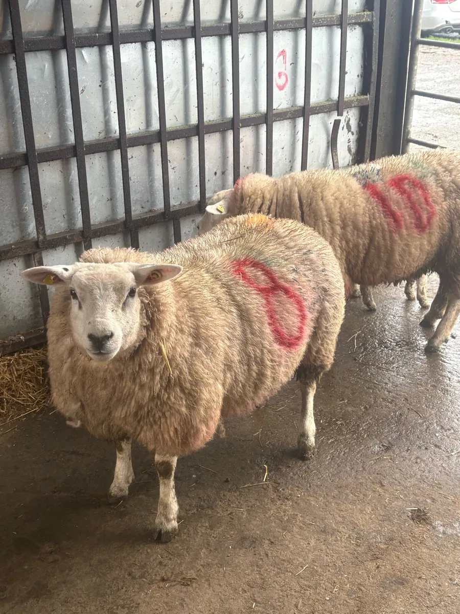 🤩2 pedigree outfits 🤩 - Image 2