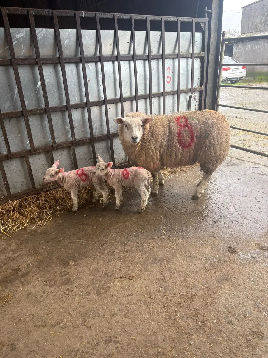 🤩2 pedigree outfits 🤩 - Image 3