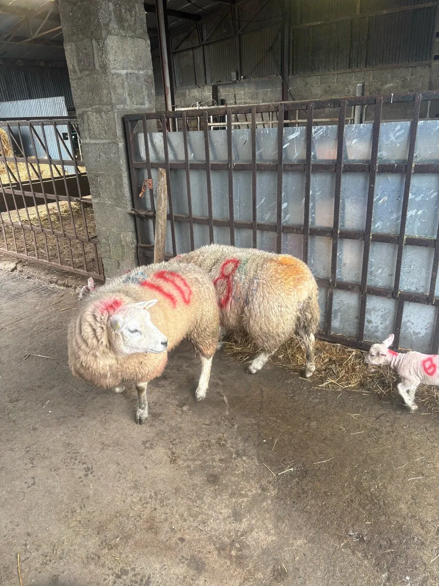 🤩2 pedigree outfits 🤩 - Image 4