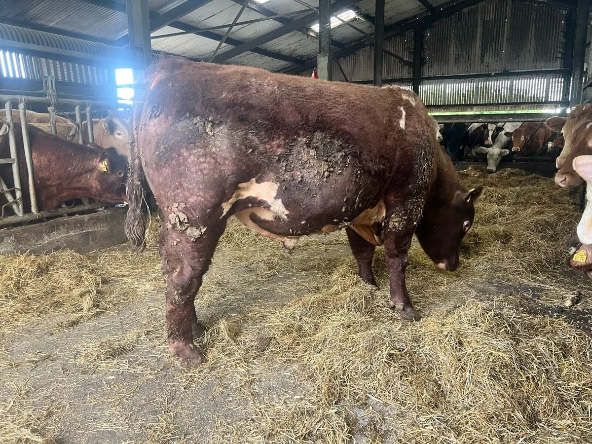 Shorthorn Bull - Image 2