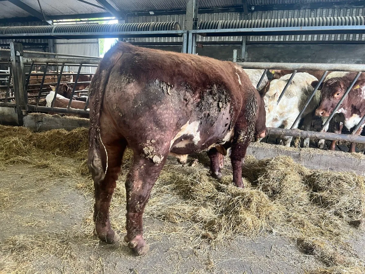 Shorthorn Bull - Image 3