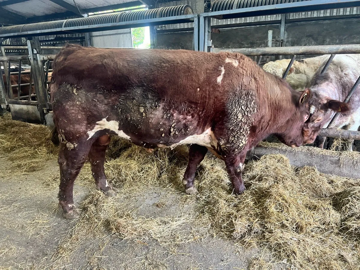 Shorthorn Bull - Image 1