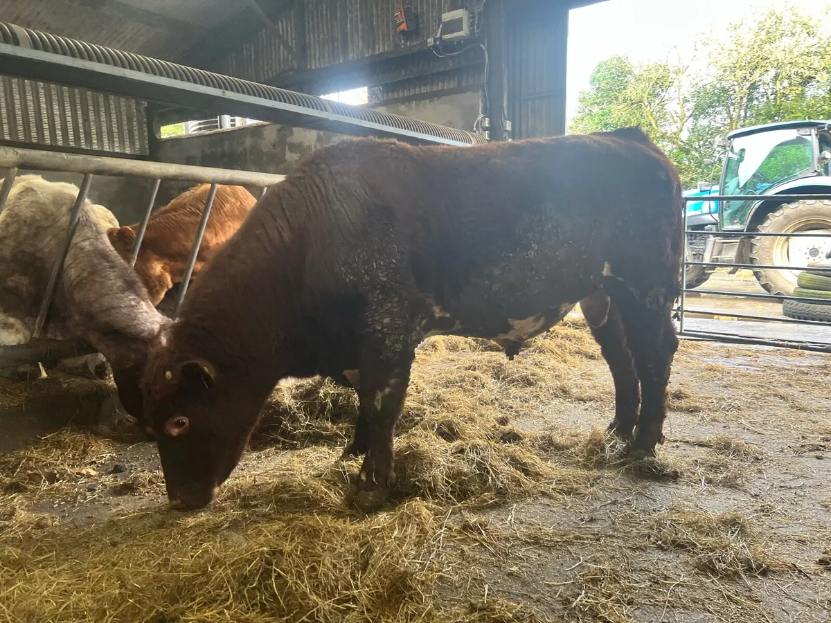 Shorthorn Bull - Image 4