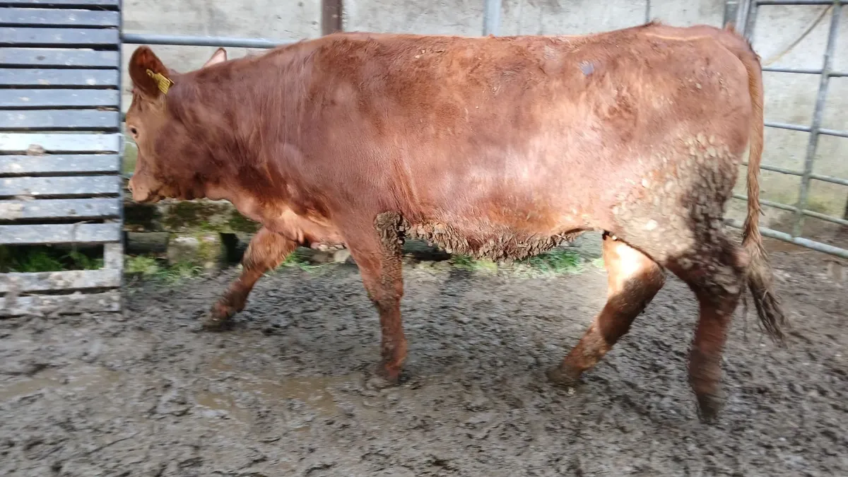 Super 5 STAR heifer - Image 2