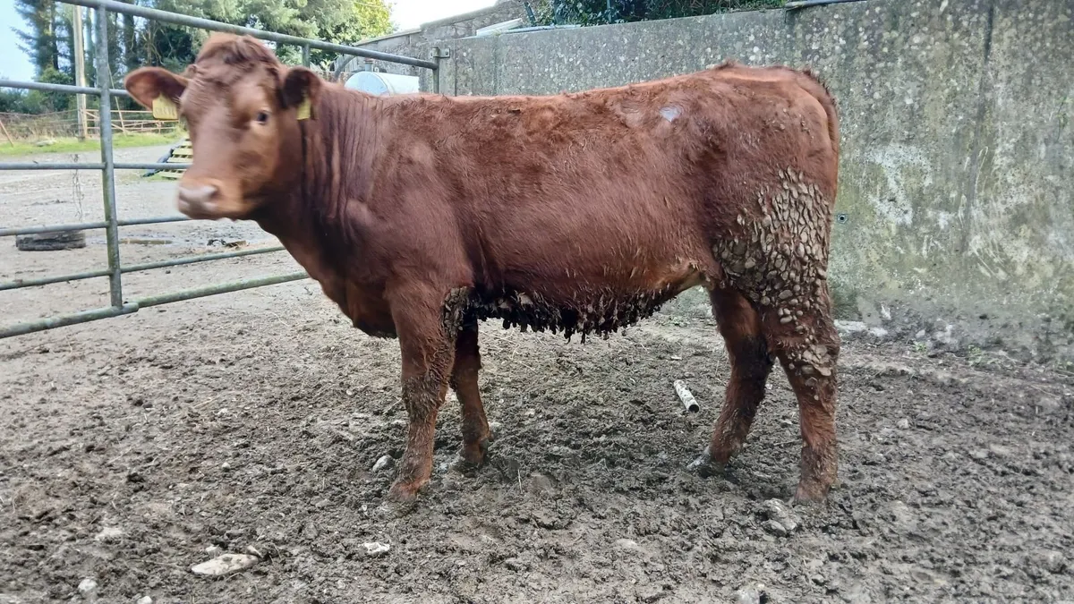 Super 5 STAR heifer - Image 3