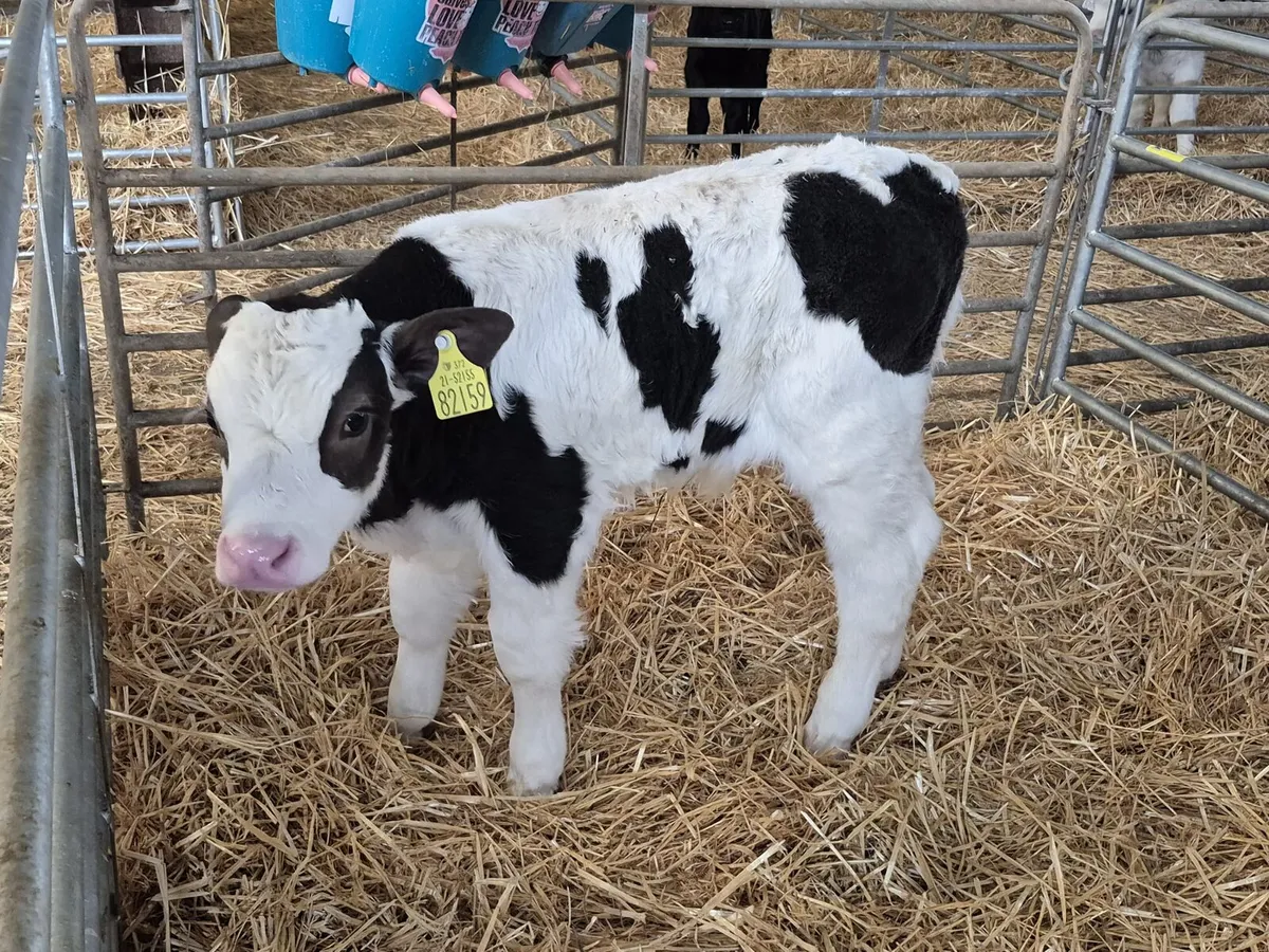 Calves - Image 2