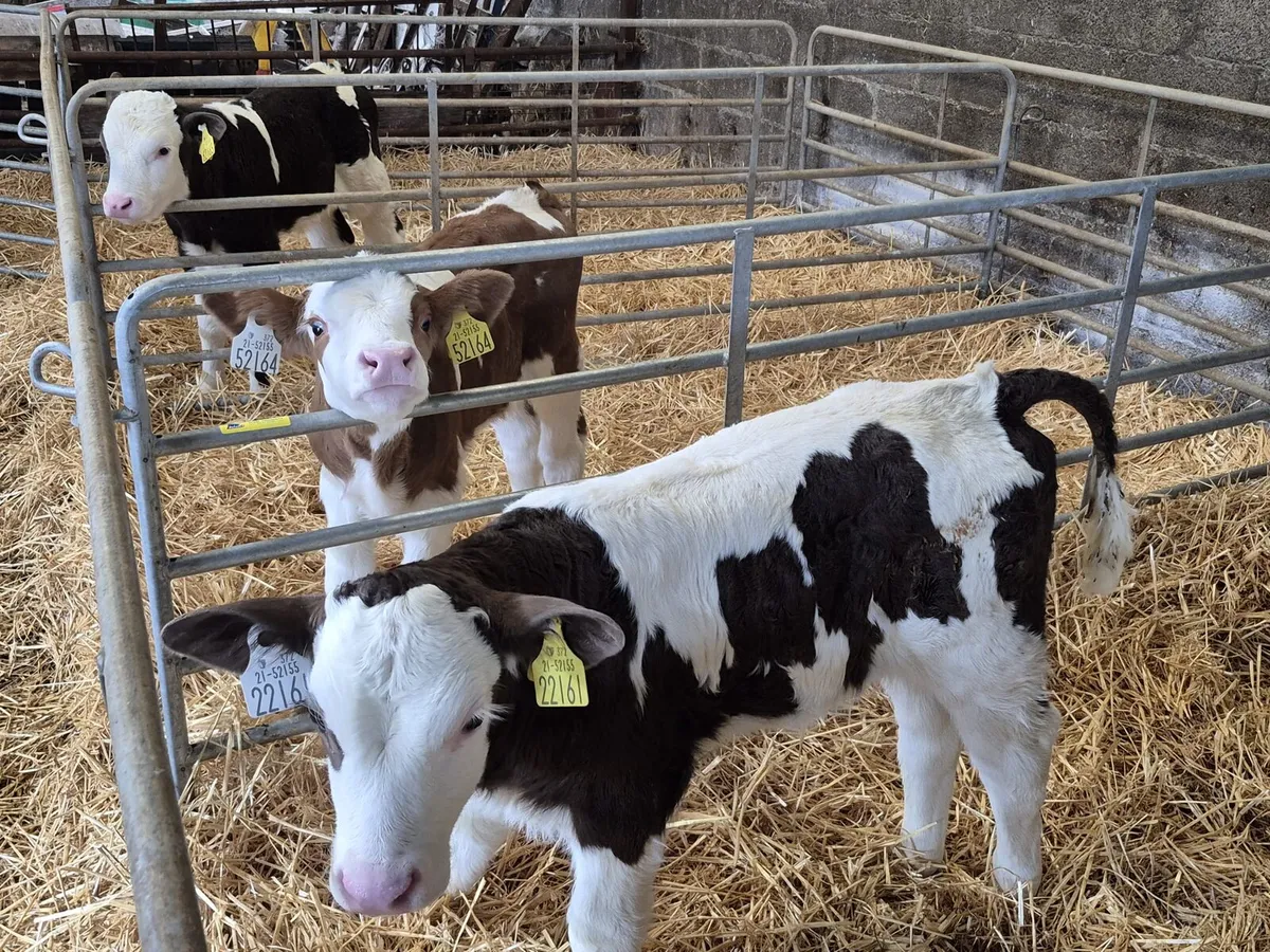 Calves - Image 1