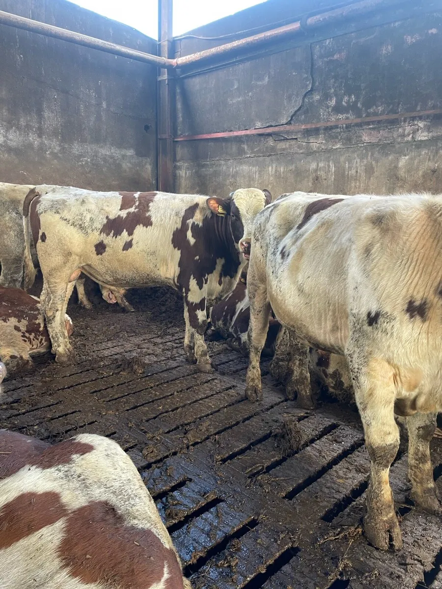 Purebred Rotbunt stock bulls - Image 1