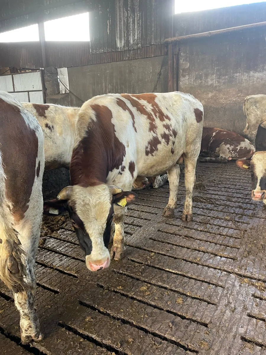 Purebred Rotbunt stock bulls - Image 1
