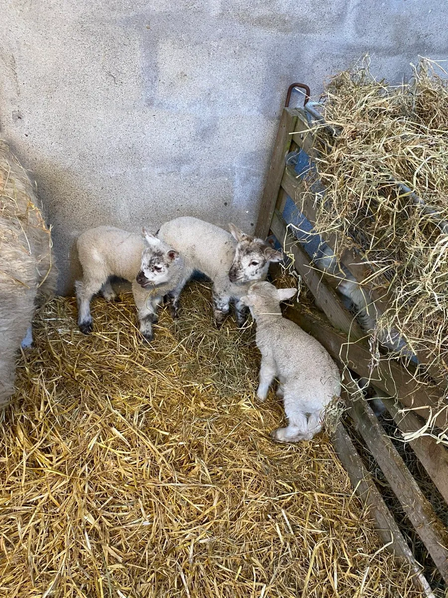 Pet lambs / Foster Lambs for sale - Image 3