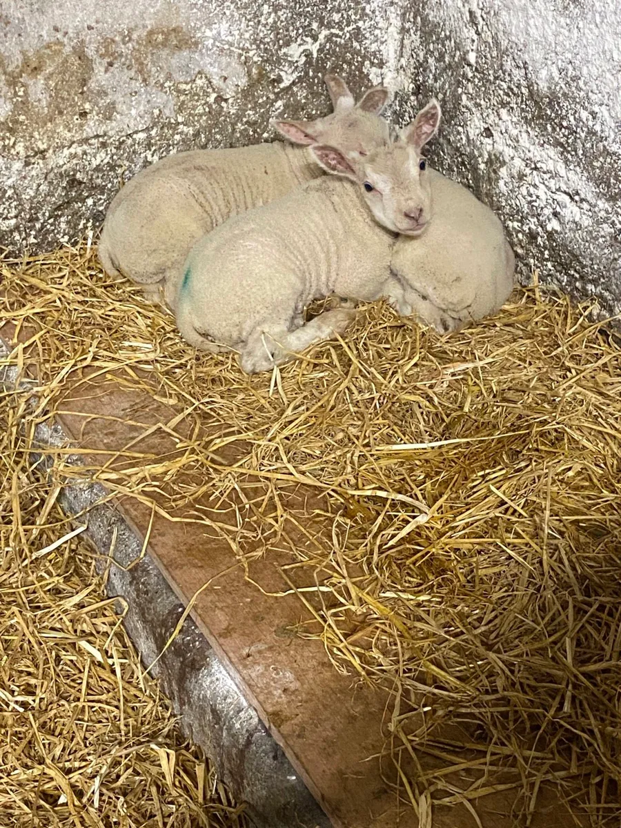 Pet lambs / Foster Lambs for sale - Image 4
