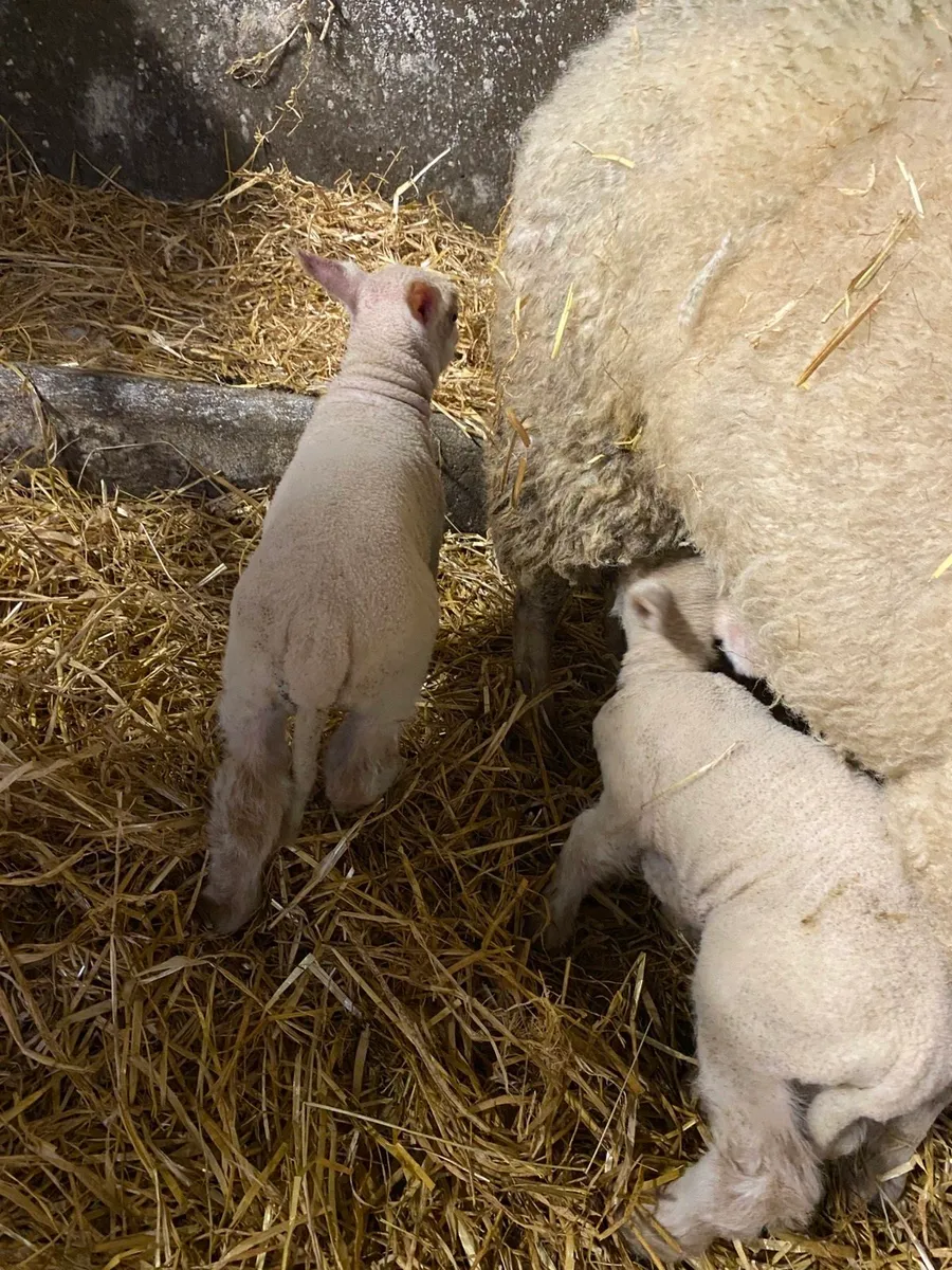 Pet lambs / Foster Lambs for sale - Image 1