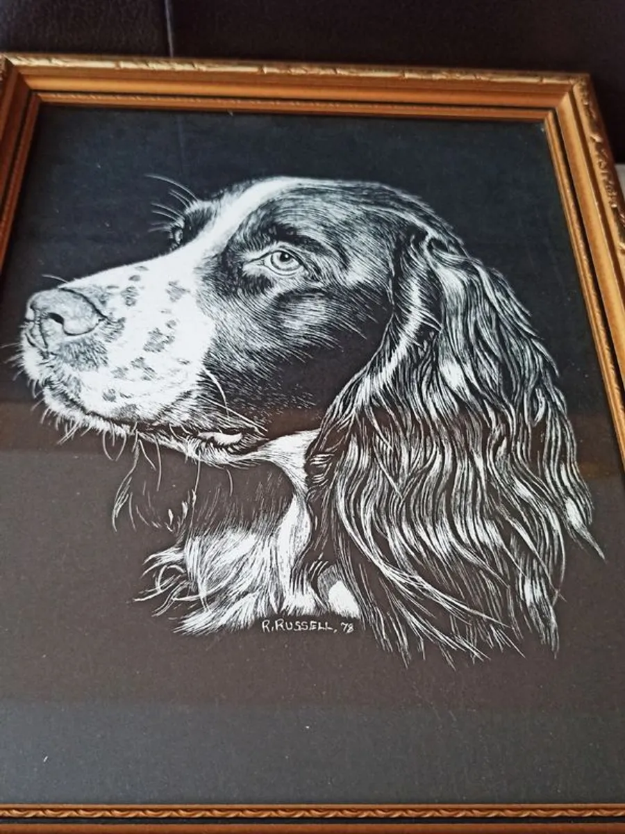 Springer Spaniel R. Russell dog art print in a wooden gold glazed frame 1978  size 23x28cm - Image 2