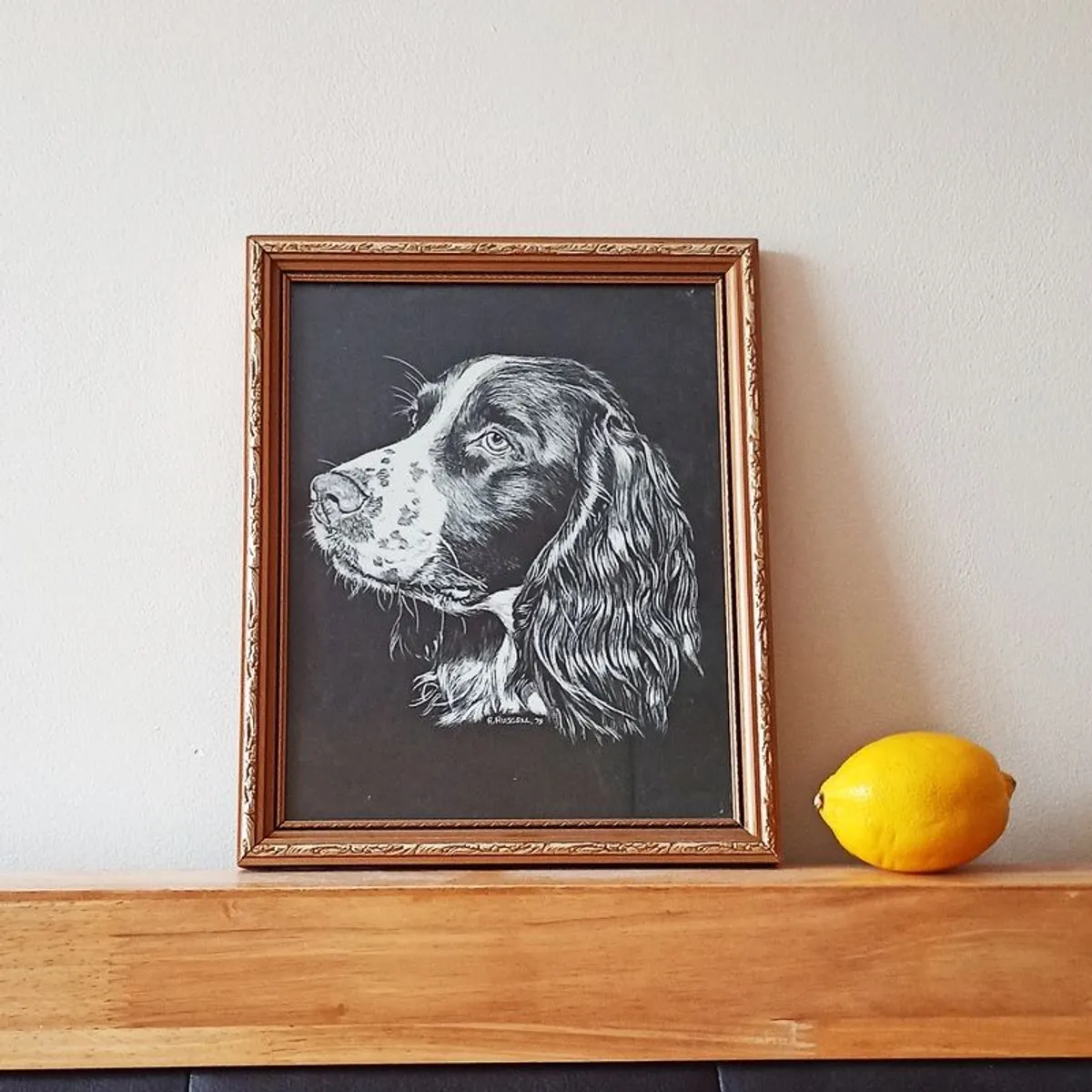 Springer Spaniel R. Russell dog art print in a wooden gold glazed frame 1978  size 23x28cm - Image 1
