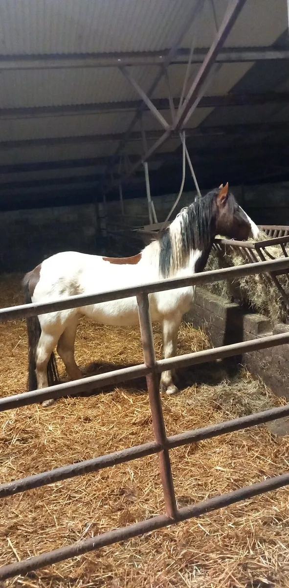 4 year old stallion - Image 4