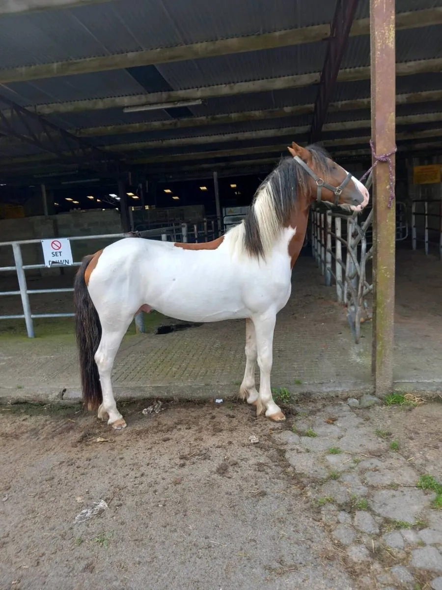 4 year old stallion - Image 1