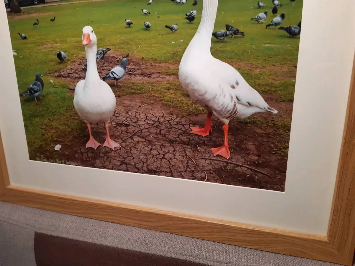 The Lough, Cork - Image 2