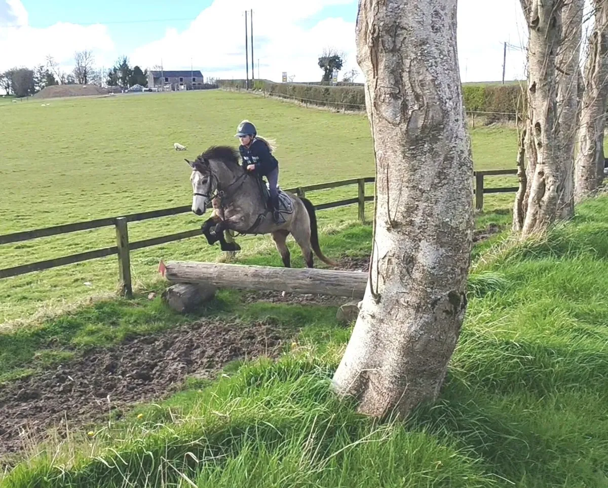 159cm Dun Connemara gelding - Image 2