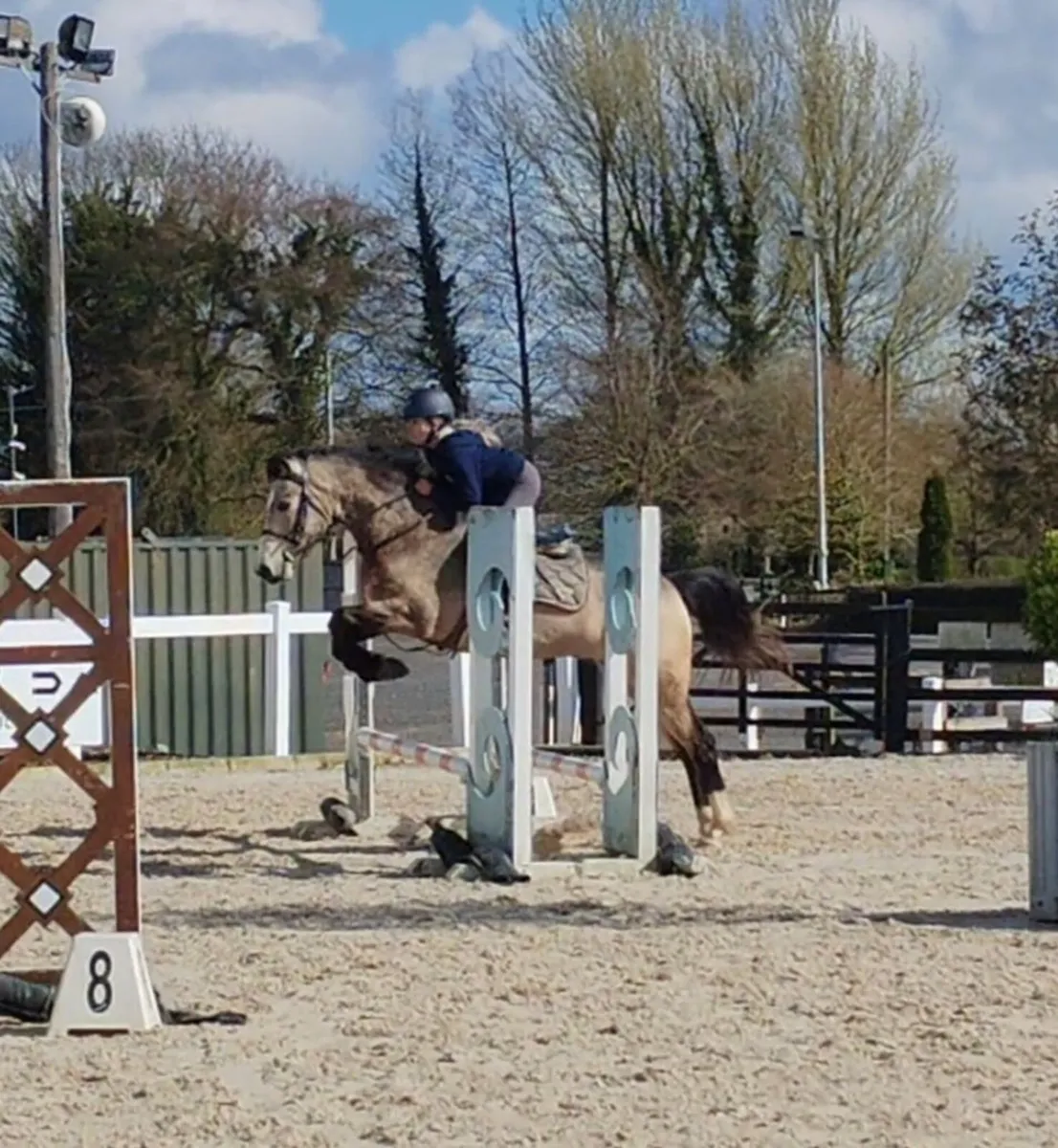 159cm Dun Connemara gelding - Image 3