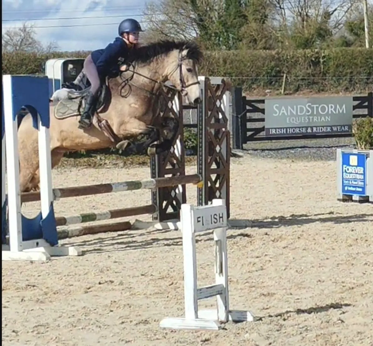 159cm Dun Connemara gelding - Image 4