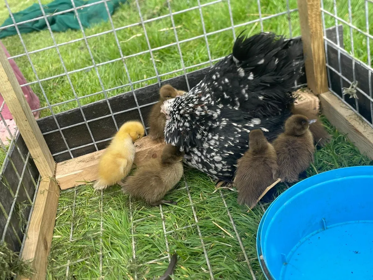 Ducklings