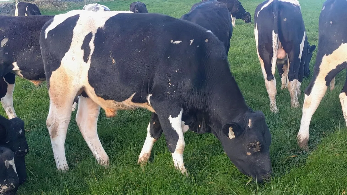 Friesian bulls - Image 2