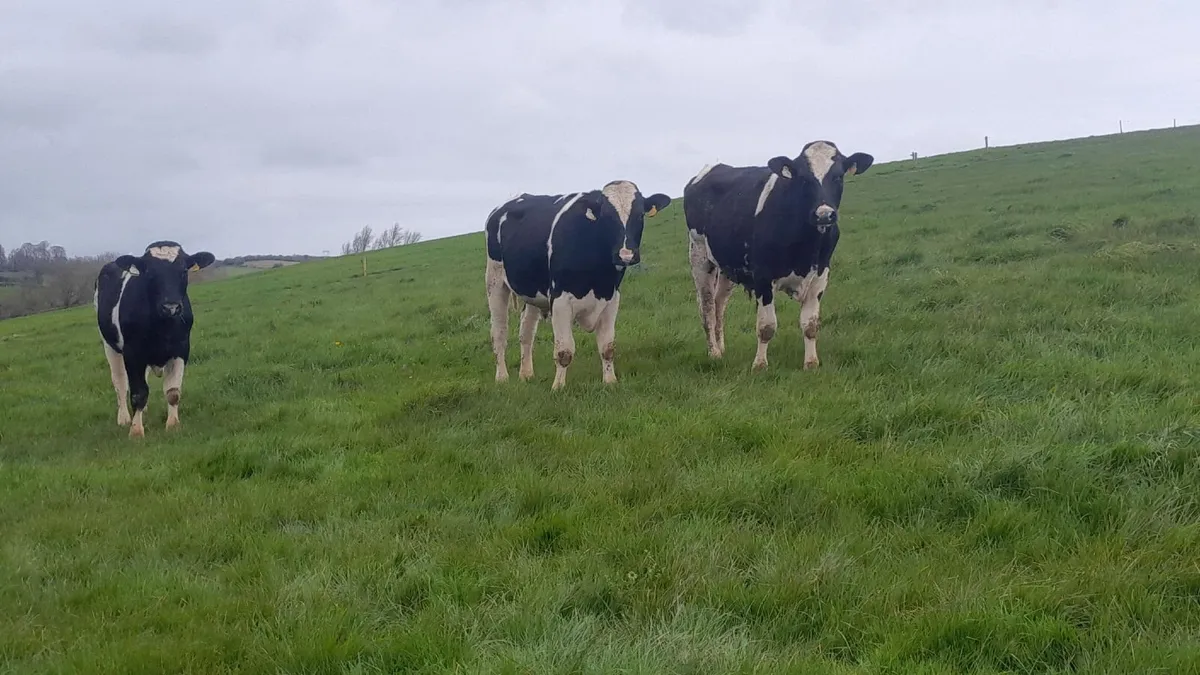 Friesian bulls - Image 1