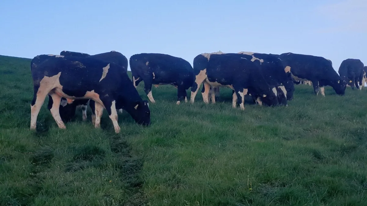 Friesian bulls - Image 3