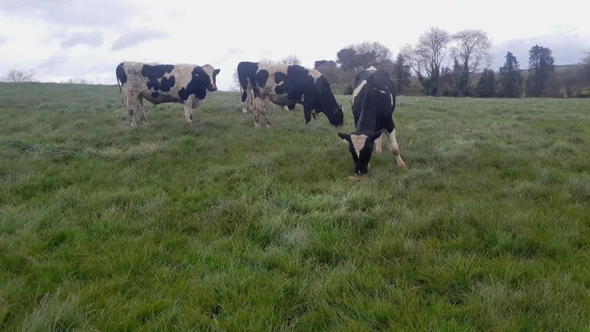 Friesian bulls - Image 4