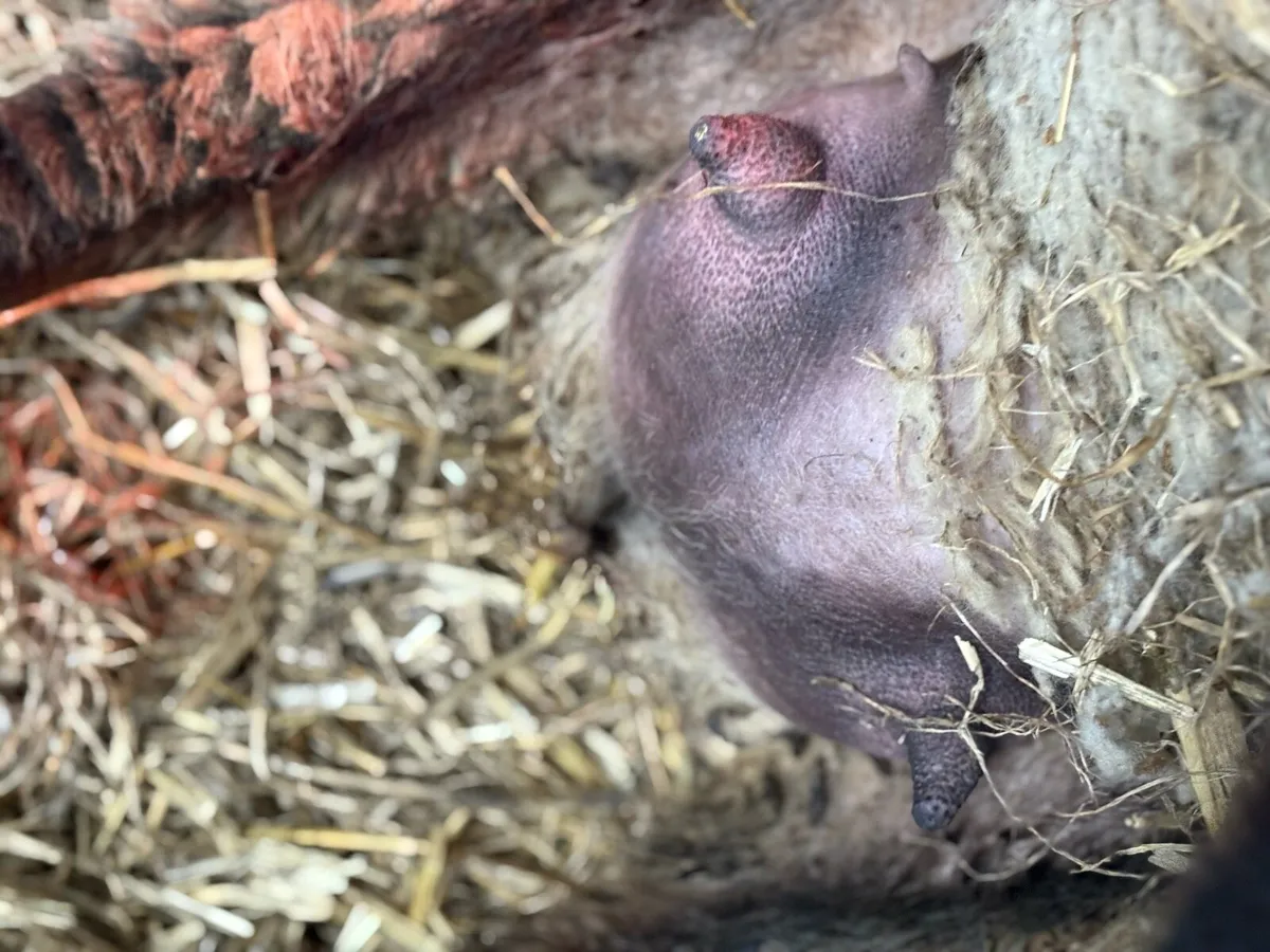 Foster Ewe - Image 2