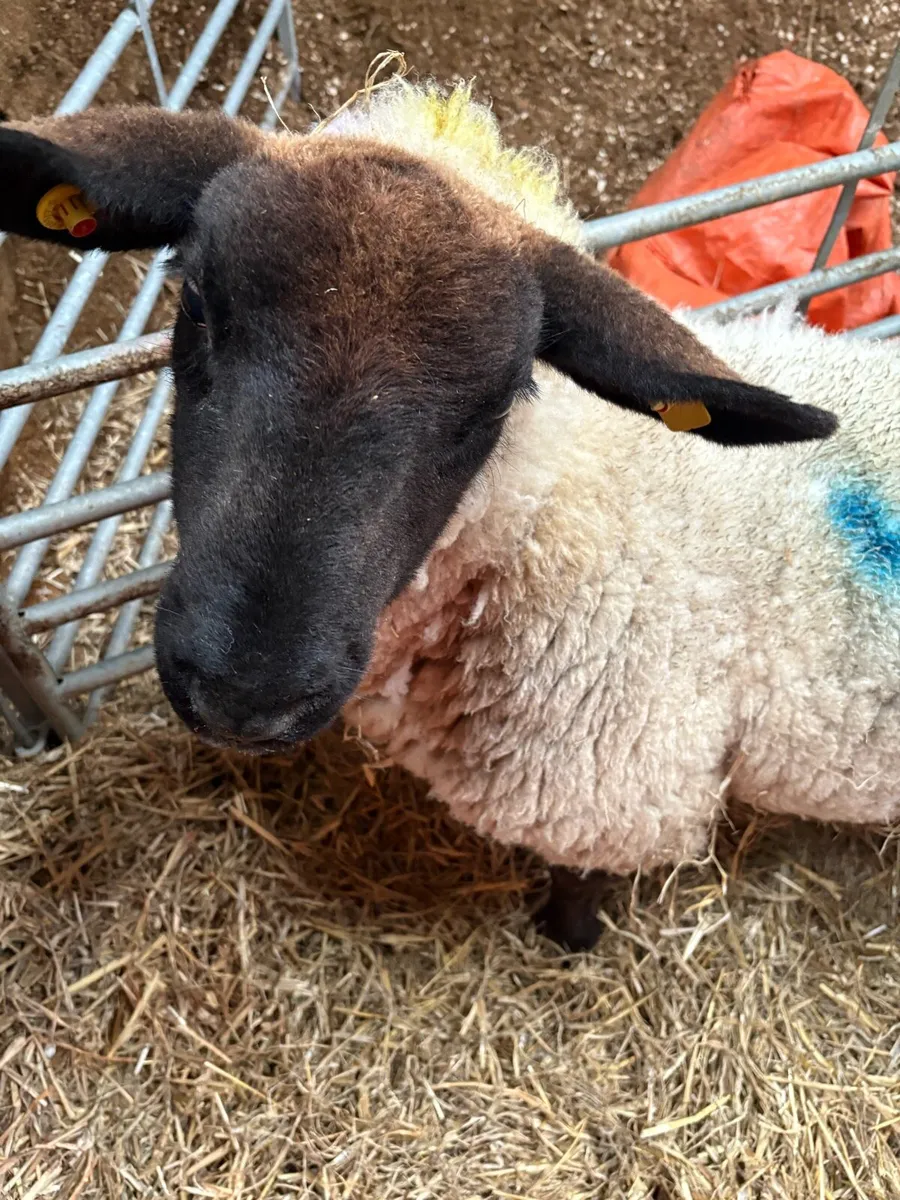 Foster Ewe - Image 3