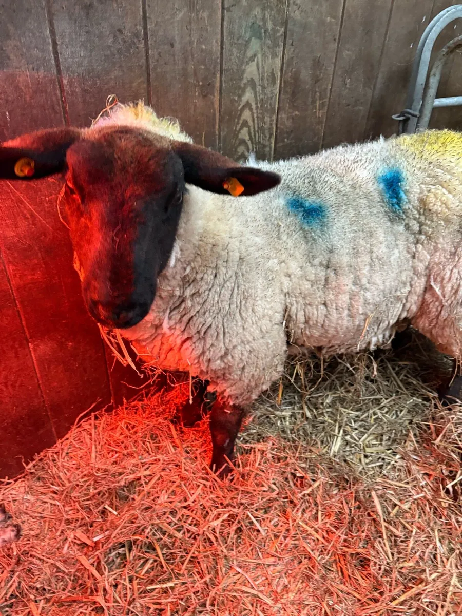 Foster Ewe - Image 1