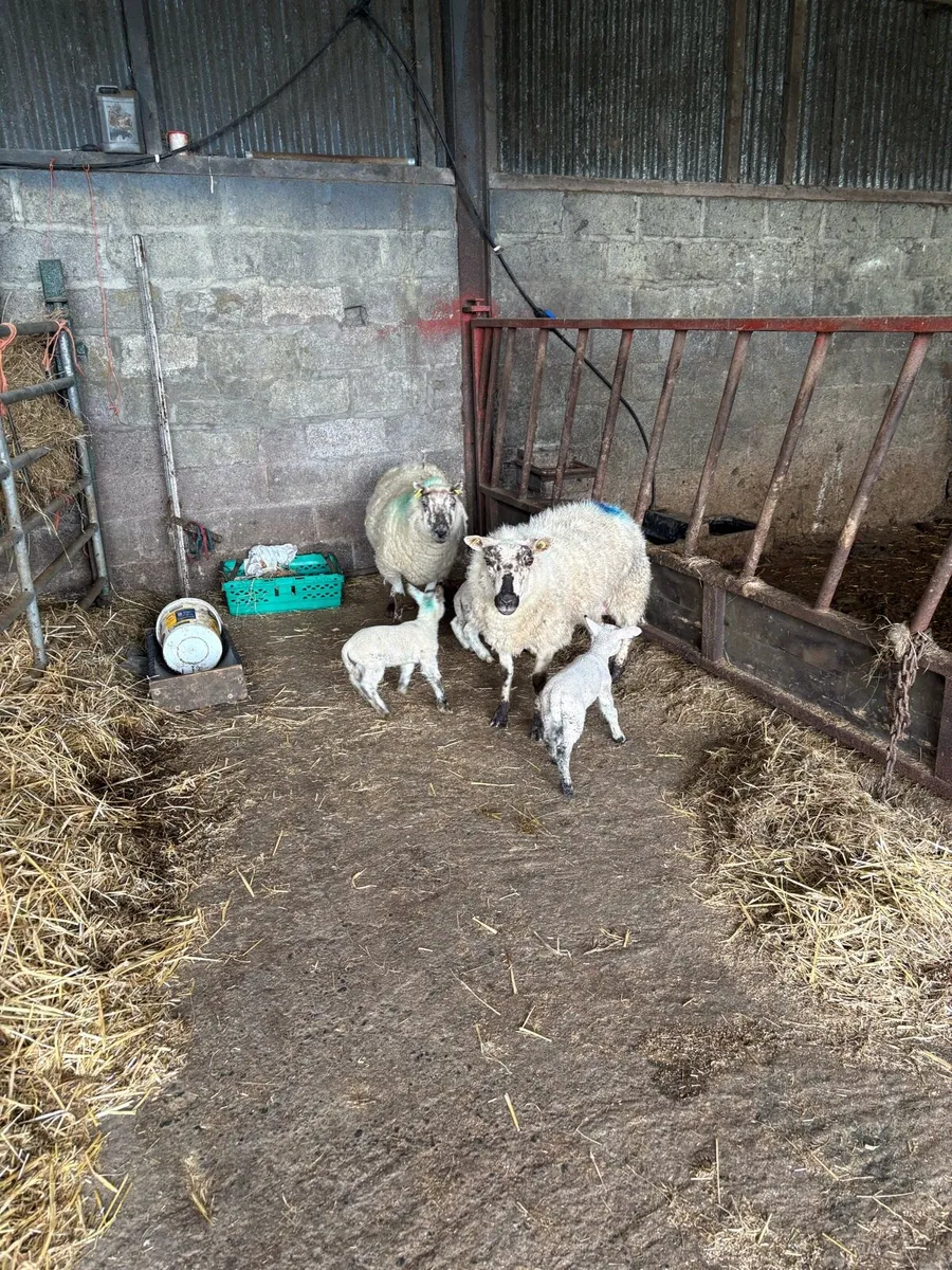 😍3 Kerry hill Hoggets 5 lambs 😍 - Image 1