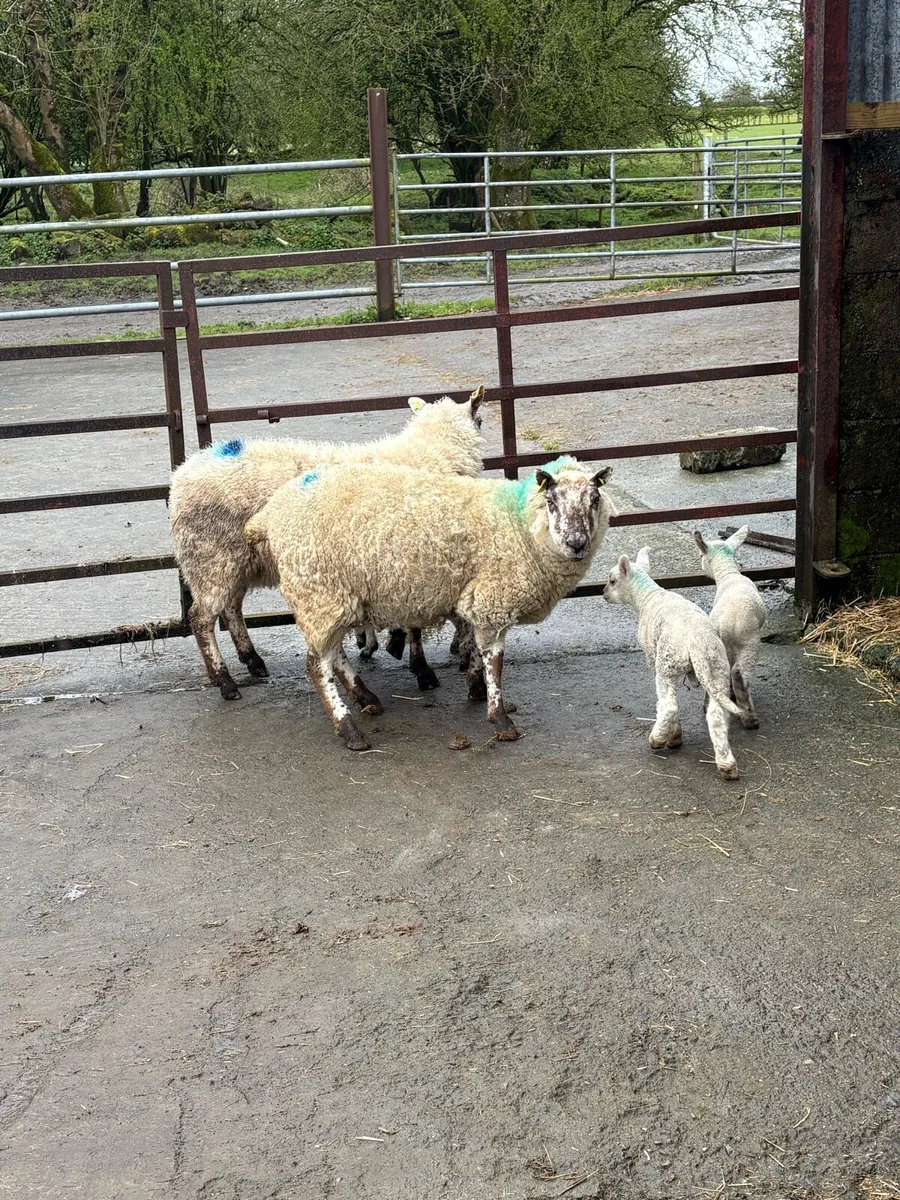 😍3 Kerry hill Hoggets 5 lambs 😍 - Image 3