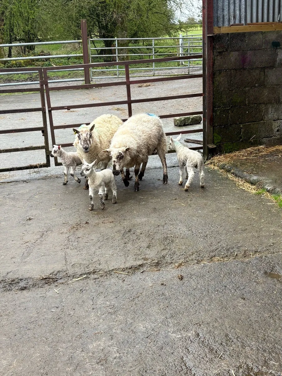 😍3 Kerry hill Hoggets 5 lambs 😍 - Image 4