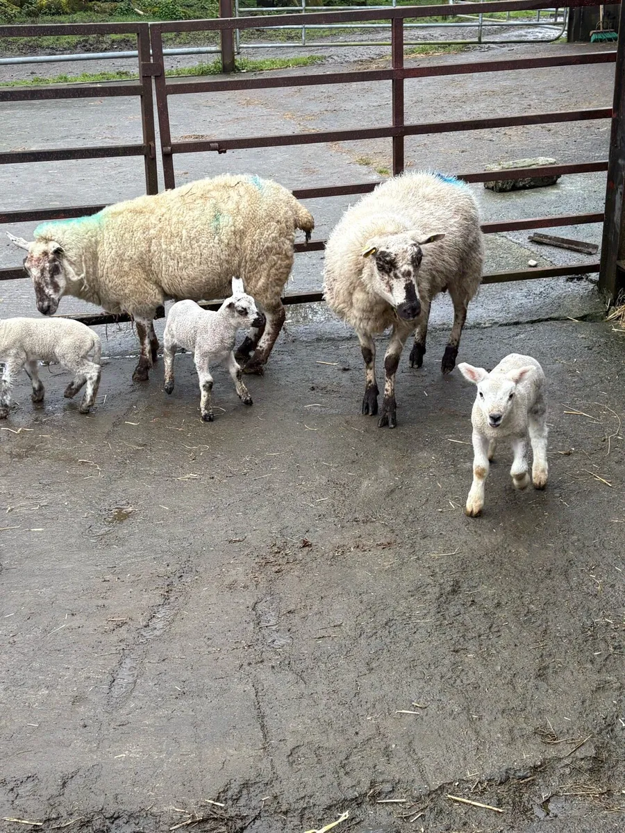 😍3 Kerry hill Hoggets 5 lambs 😍 - Image 2