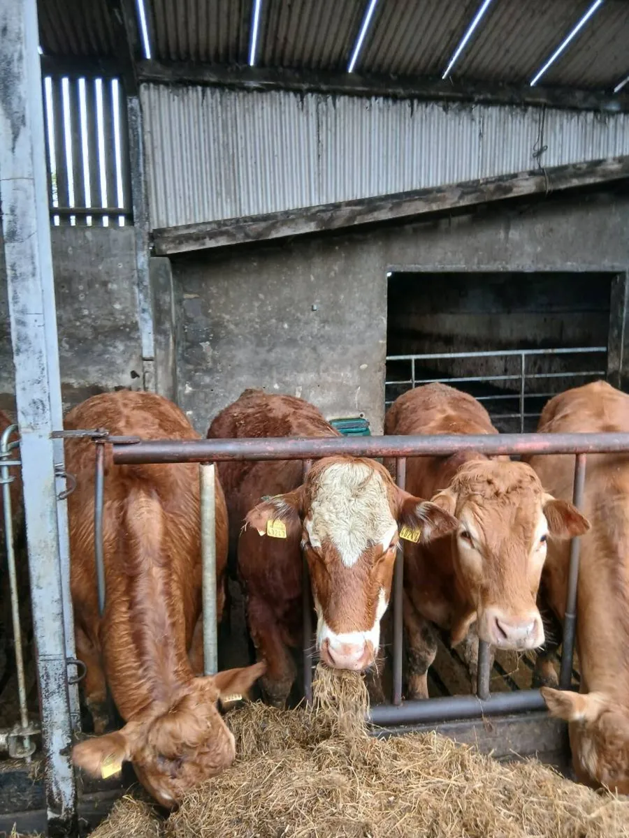 Cattle - Image 2