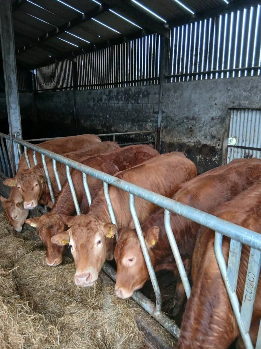 Cattle - Image 1
