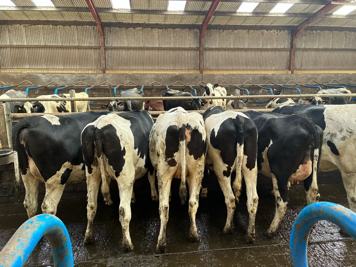 Holstein incalf heifers - Image 4