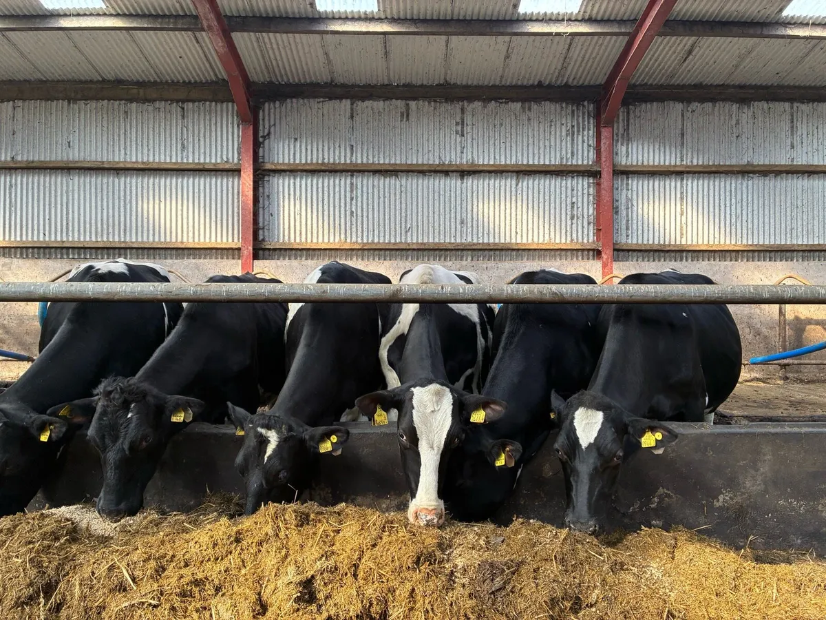 Holstein incalf heifers - Image 1