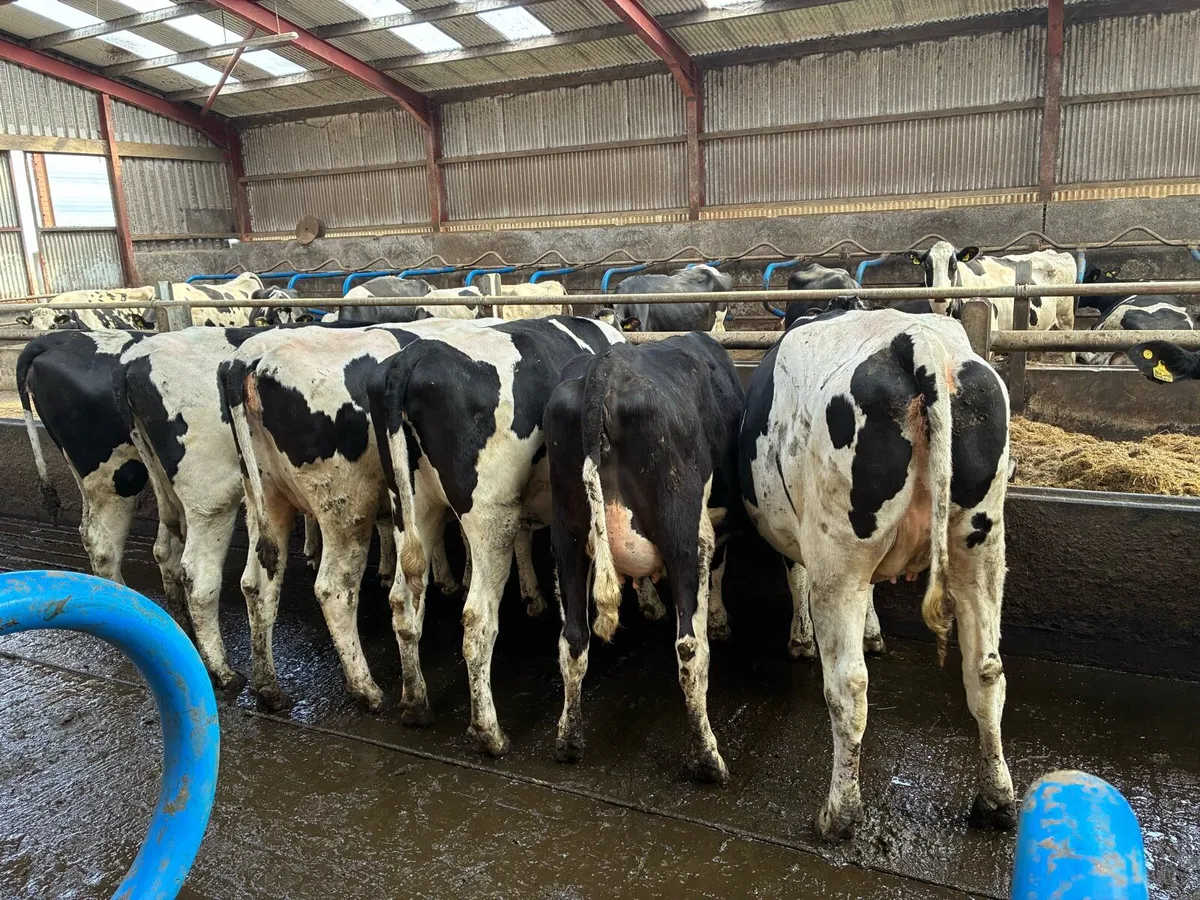 Holstein incalf heifers - Image 2