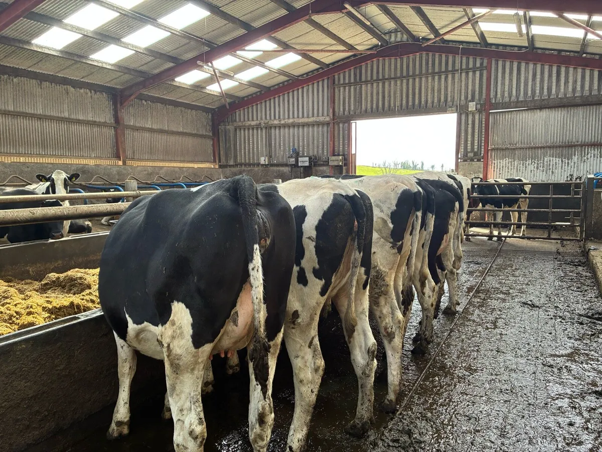 Holstein incalf heifers - Image 3