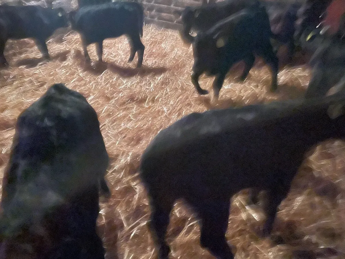 Heifer calves - Image 2